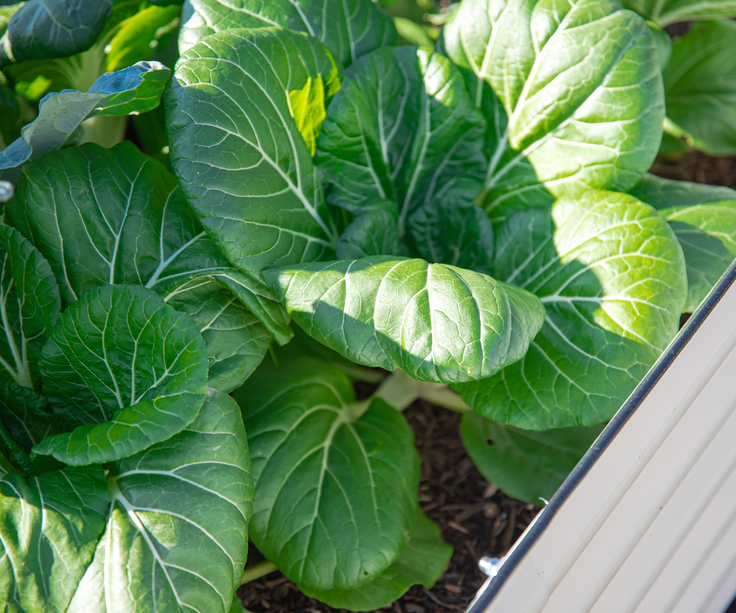 raised bed made from corrugated metal filled with Chinese cabbages