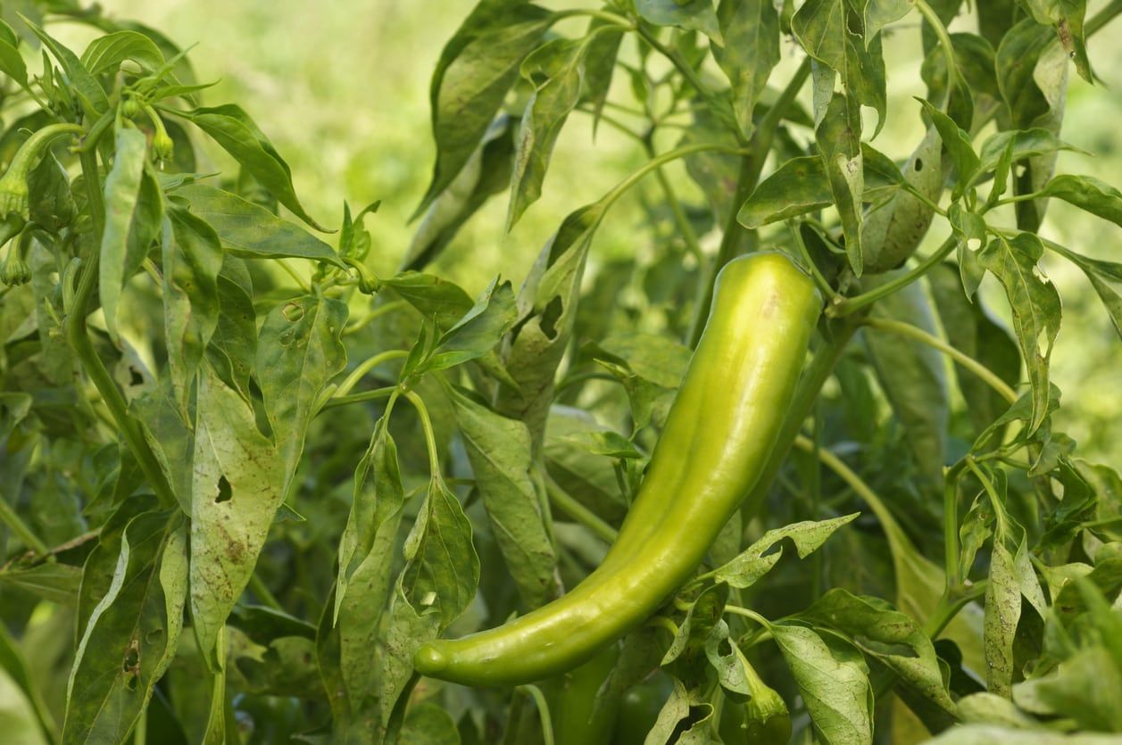 Green Anaheim Pepper Growing