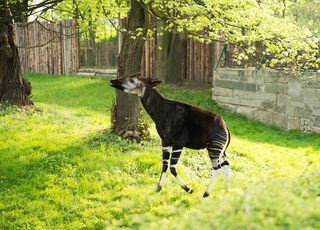 An okapi eats leaves from a tree.