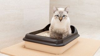 adult white cat with grey markings sat in a litter box, looking into the camera