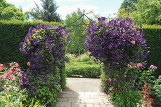 clematis growing on garden arch