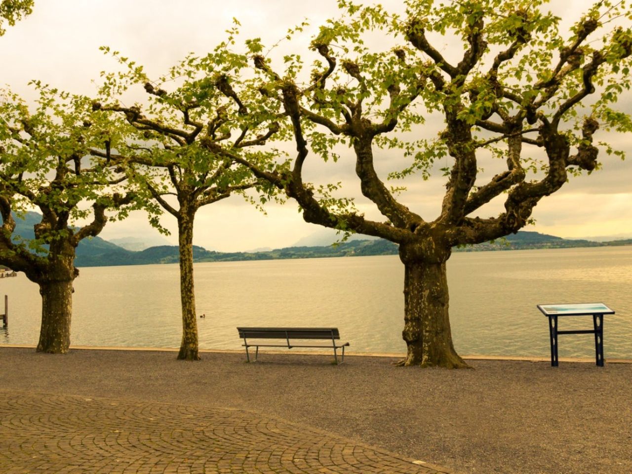 Pollarded Trees Along The Water