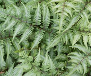 close-up of Japanese painted fern leaves