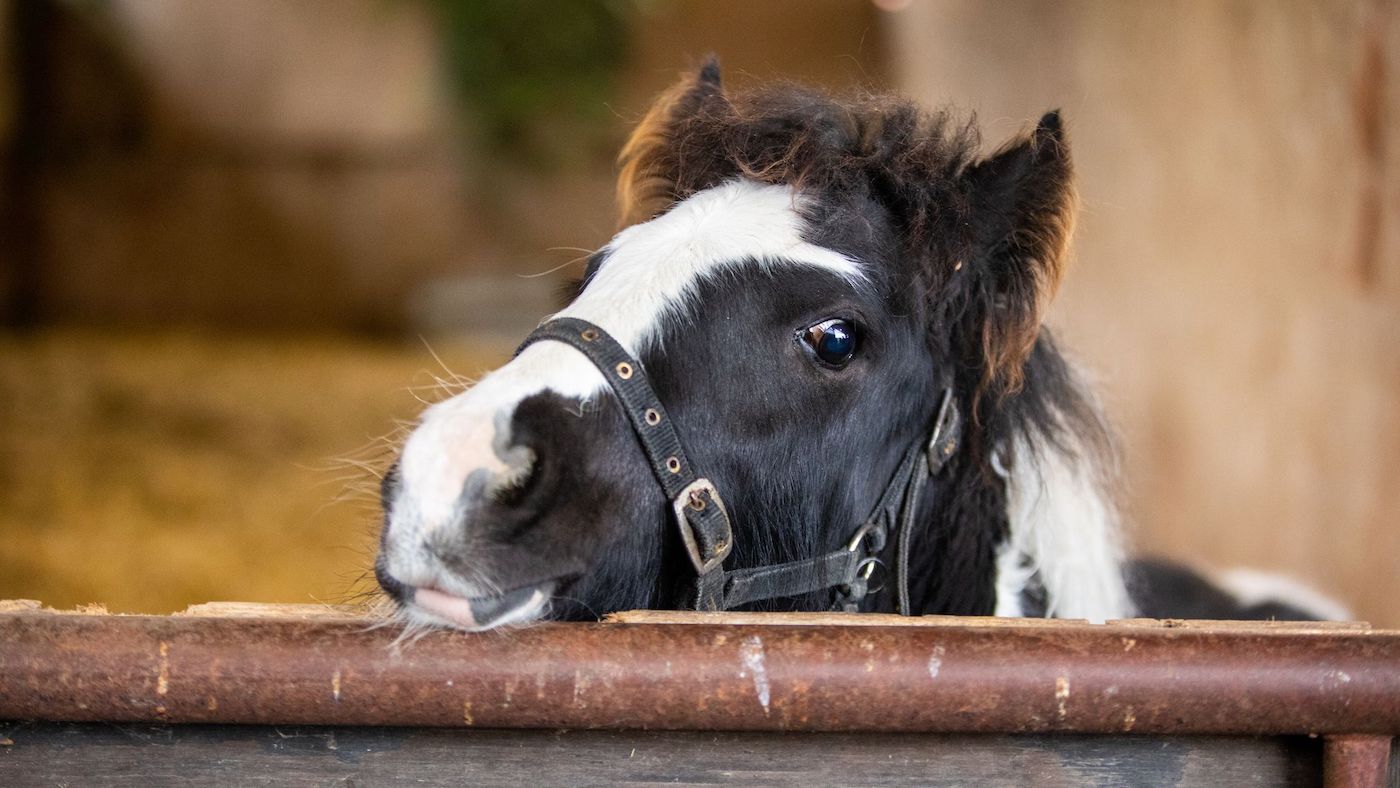 Olaf_6_World-Horse-Welfare.jpeg