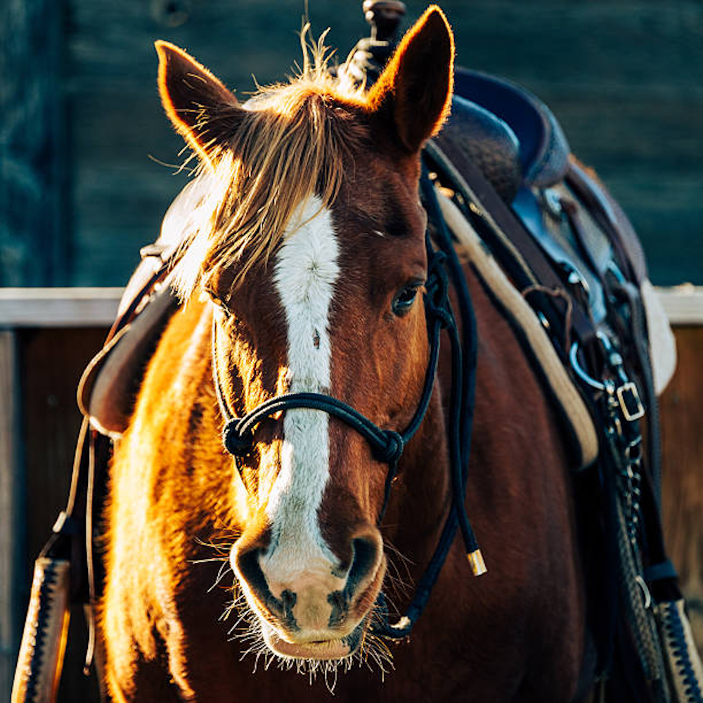 A brown horse with a white stripe down its nose, facing the camera, wearing a saddle and reigns