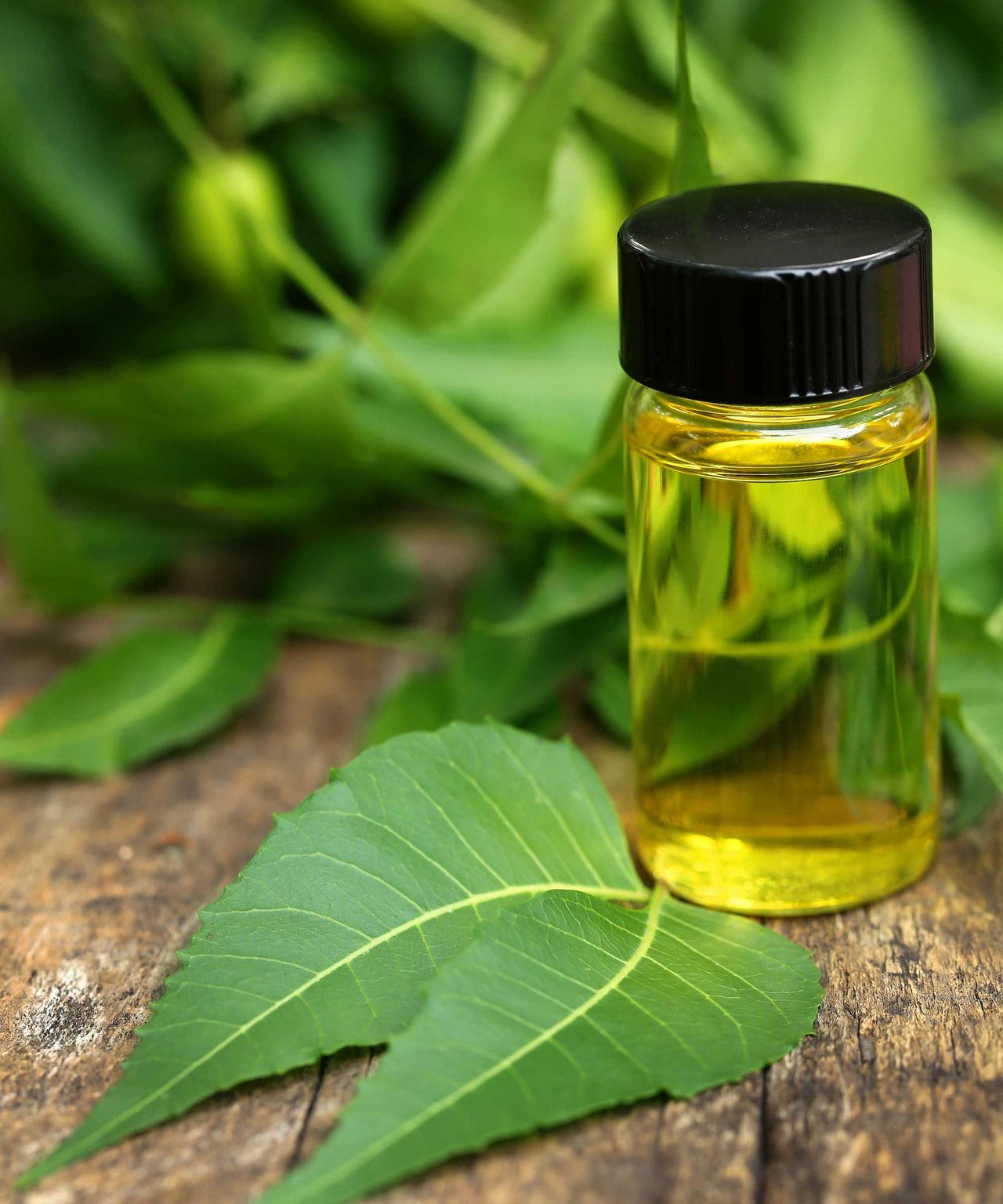 How to use neem oil on plants to tackle pests and diseases Homes