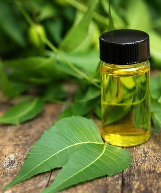 neem leaves and oil