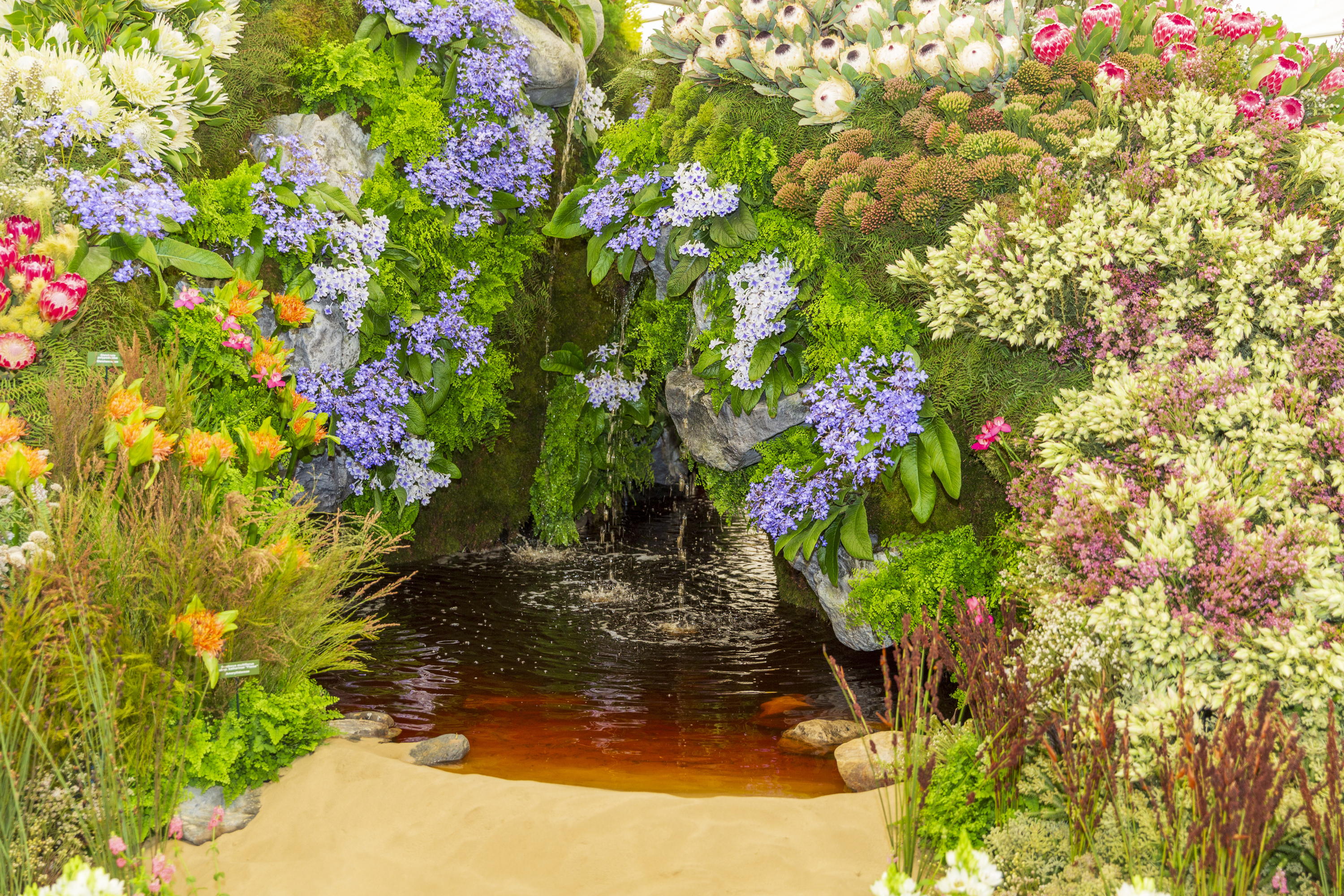 The Cape Floral Kingdom display in the Grand Pavilion at Chelsea Flower Show 2025