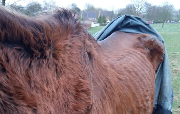 Tessa was severely emaciated when she was found
