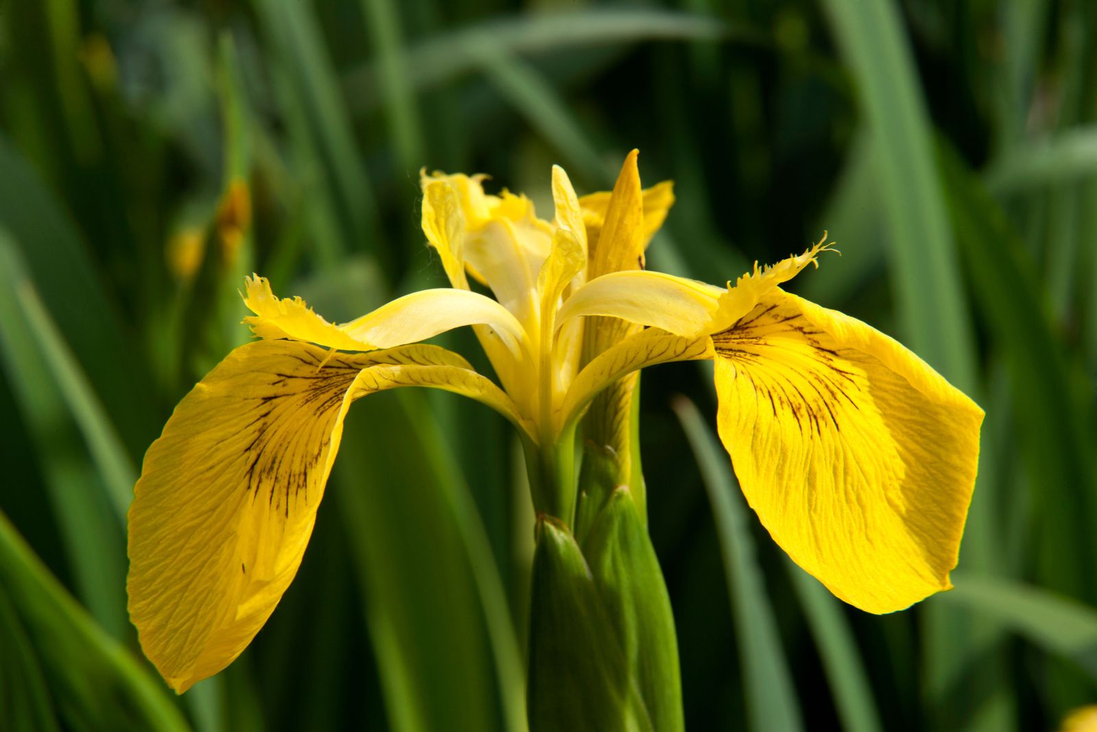 Best Pond Plants Keep Your Pond Healthy And Looking Beautiful Gardeningetc