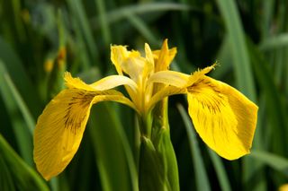 best pond plants: Yellow flag iris (Iris pseudacorus)
