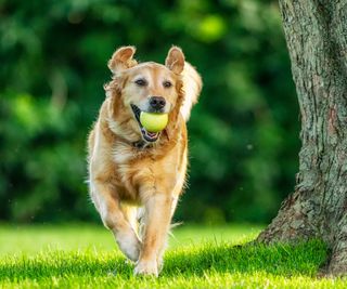 Golden retriever running across lawn with a ball in its mouth