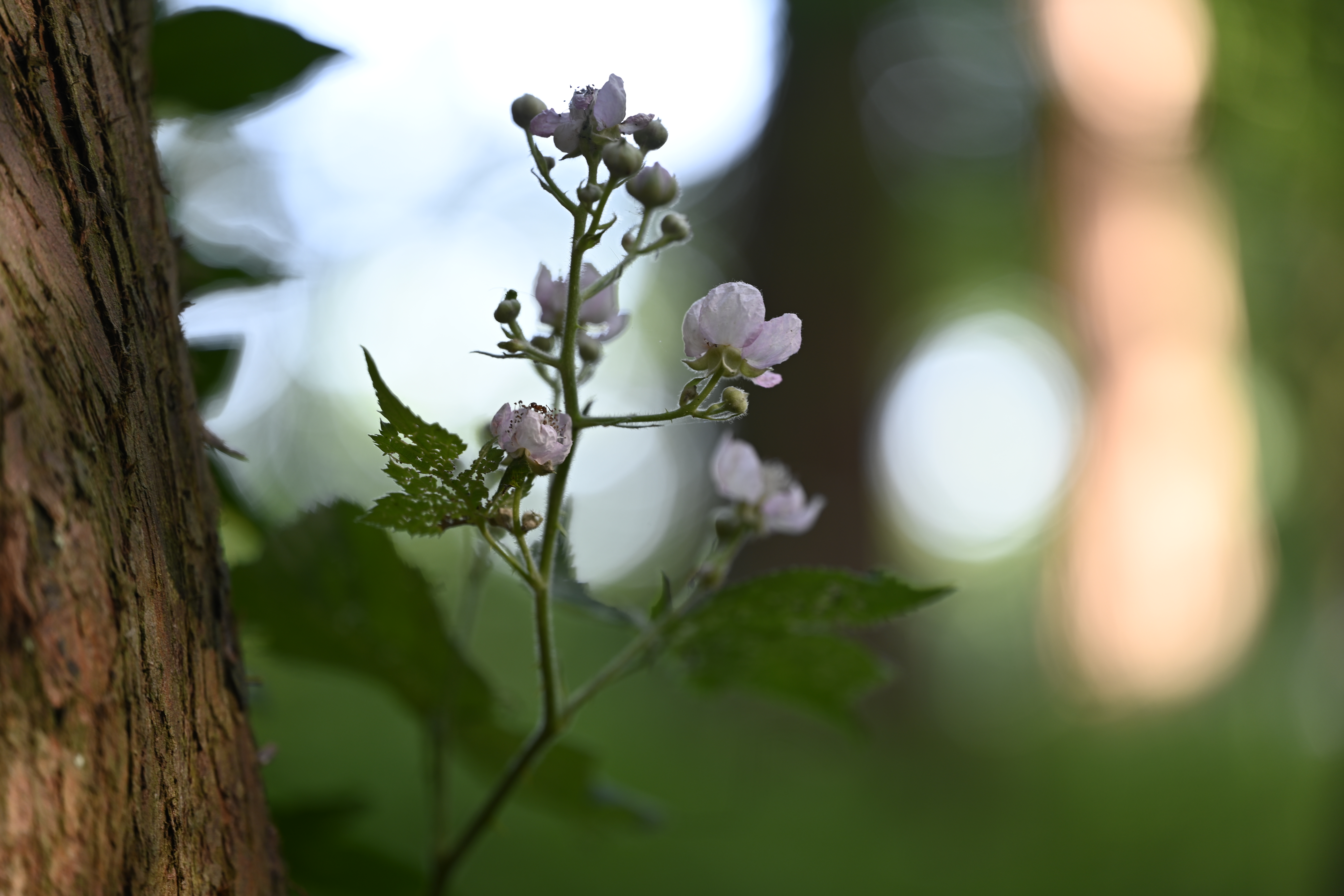 White flowers next to a tree trunk, shot on the Nikon Nikkor Z MC 105mm f/2.8 VR S