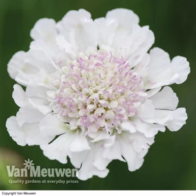 Scabiosa Kudos White 10 Jumbo Plug Plants 30mm