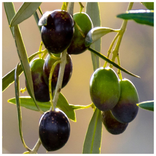 Live Olea 'Mission' Olive Tree from Jackson & Perkins