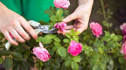 A woman deadheading roses and removing a spent bloom with a pair of pruning shears