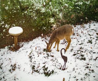 Deer can be more of a problem in the winter months