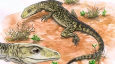 An artist&rsquo;s drawing of a Triassic lizard. 