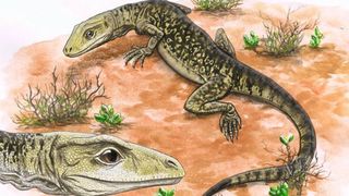 An artist’s drawing of a Triassic lizard. 