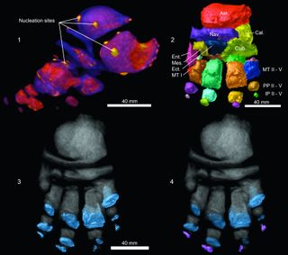 baby mammoth foot bones CT scan