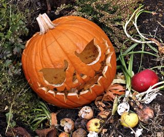 Pumpkin in compost heap