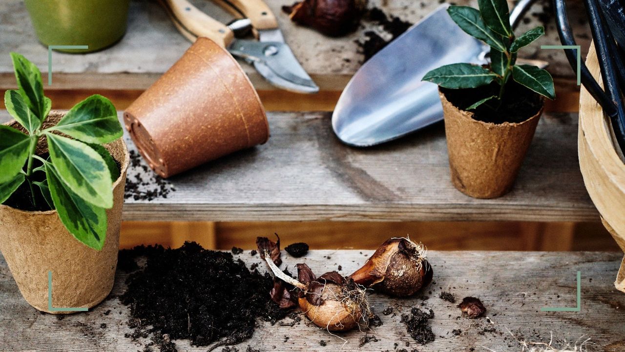 Garden potting bench with potted plants, soil, bulbs and tools demonstrate what can you plant in august