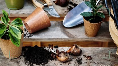 Garden potting bench with potted plants, soil, bulbs and tools demonstrate what can you plant in august