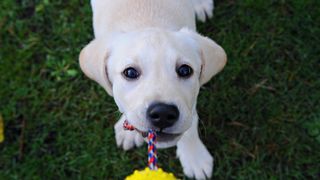 A labrador puppy tests out a tug of war toy outside