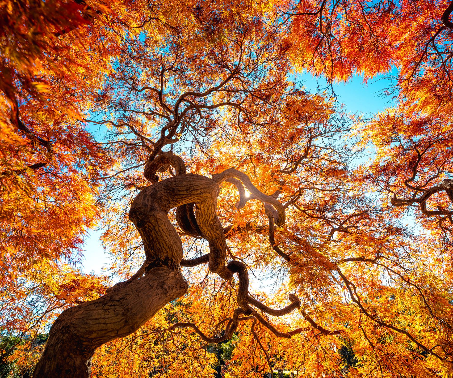 thick trunk of tree circling towards blue sky with orange fall leaves