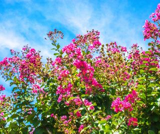 Pink blooms of a crepe myrtle shrub