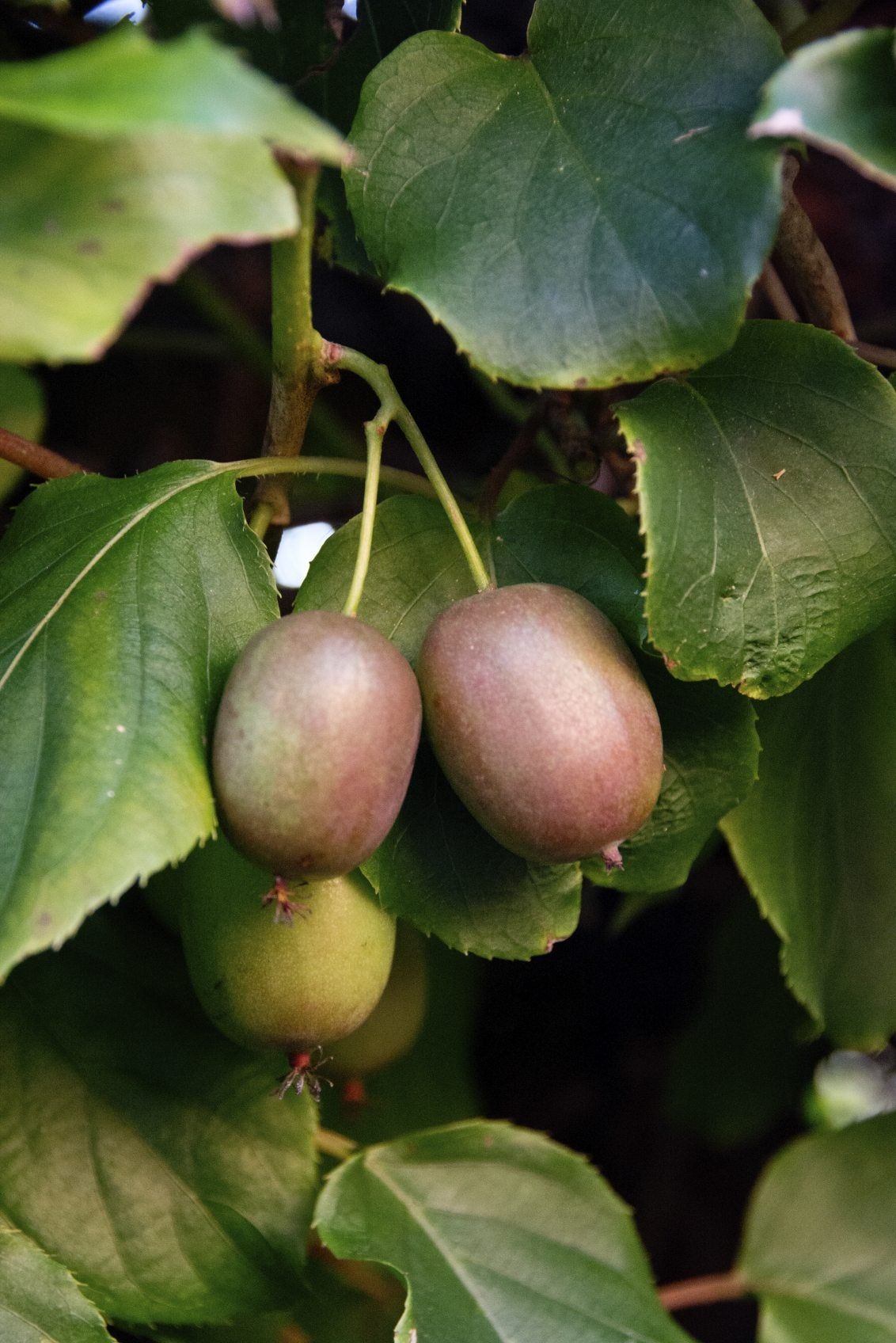 Kiwi Plant