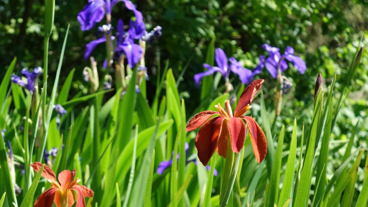 Iris fulva, or the copper iris, with red blooms in a sunny border