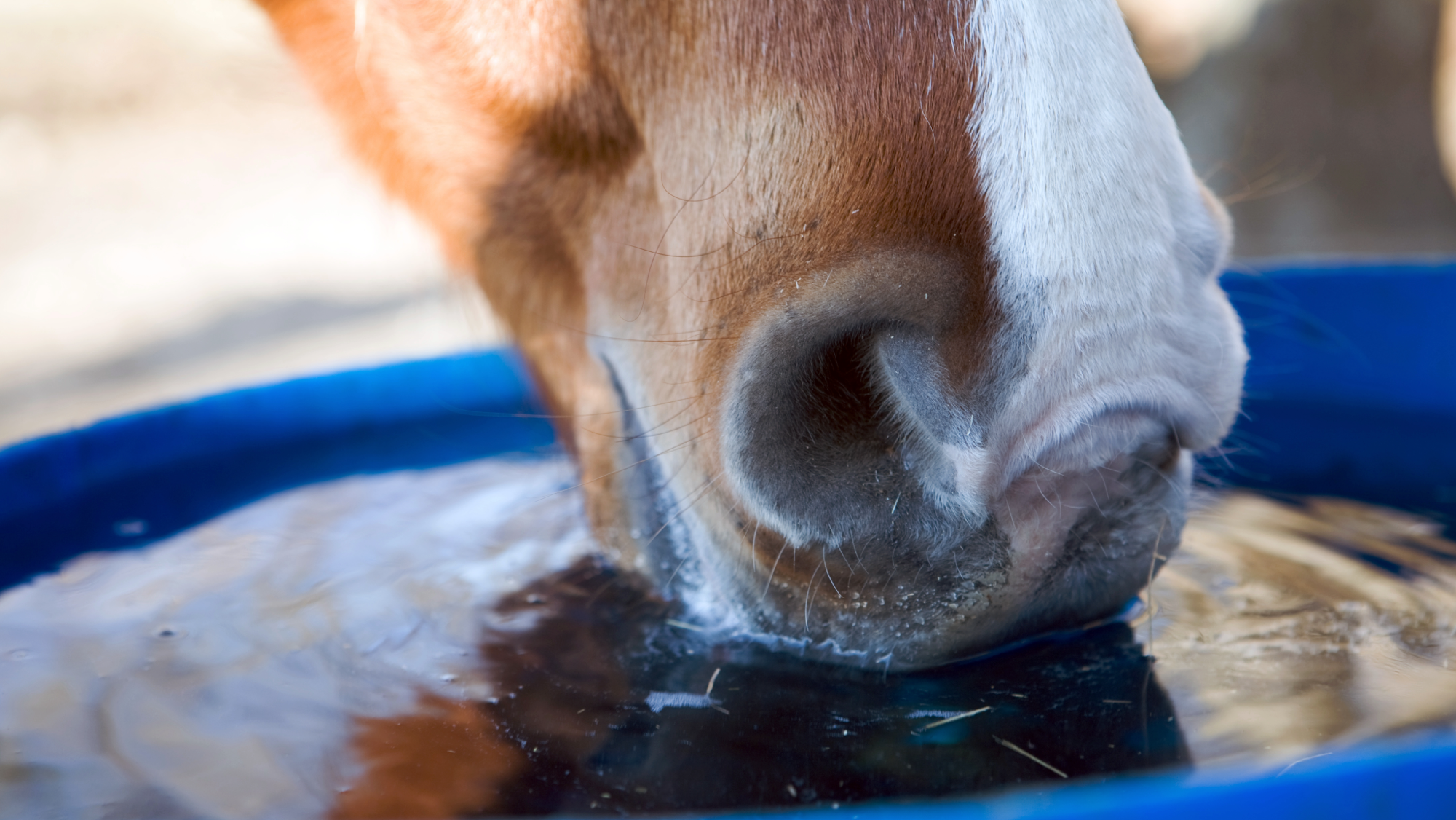 Closeup of a horse with a blaze drinking from a blue bucket