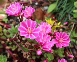 Lewisia cotyledon ‘Elise Mix’ Siskiyou lewisia Elise Mix – open funnel-shaped deep pink flowers with white edges