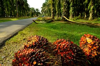 Road by a palm oil plantation where a forest used to be, in Sumatra, Indonesia.
