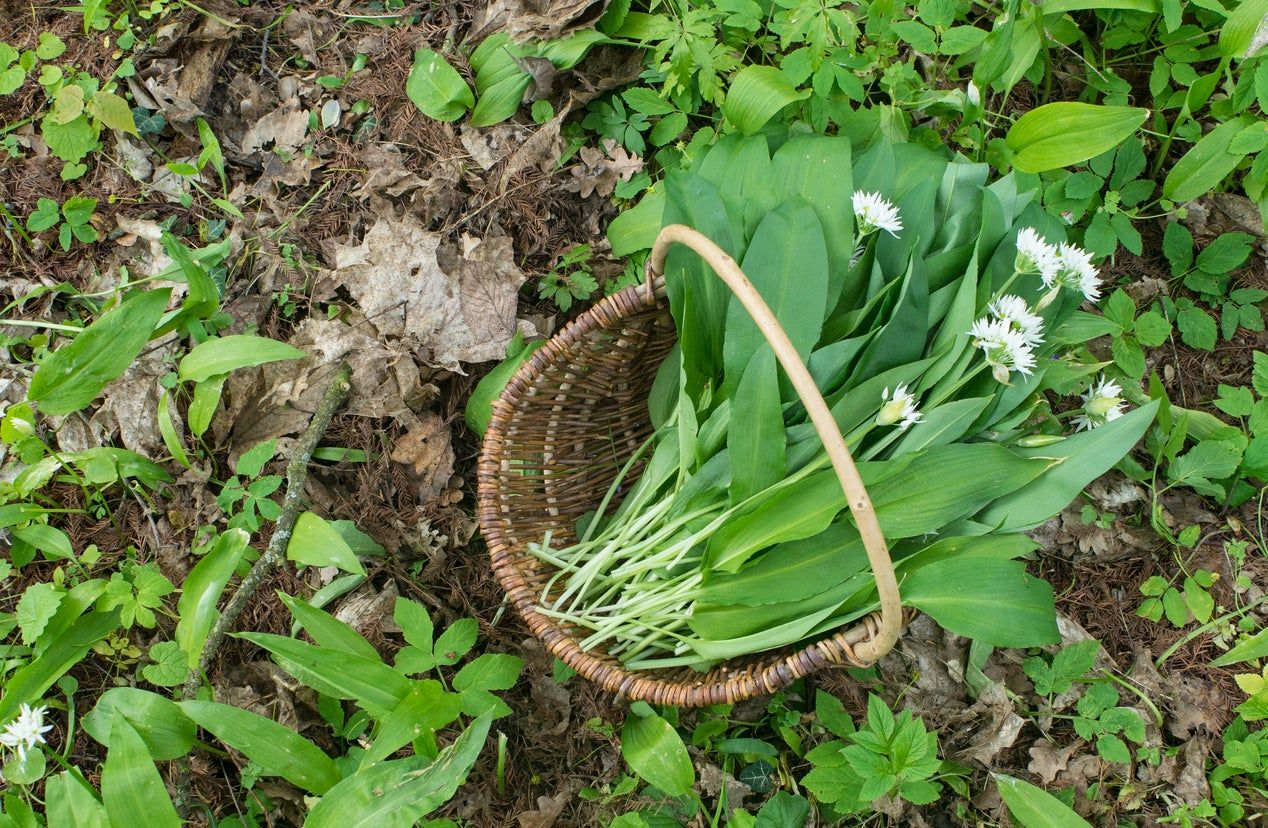 ramsons