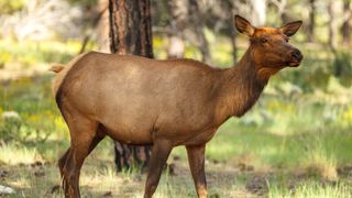 Cow elk standing in grassy area beside tree