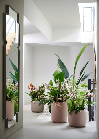 A bird of paradise plant paired with other flowers in ceramic planters