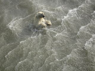 polar bears swimming