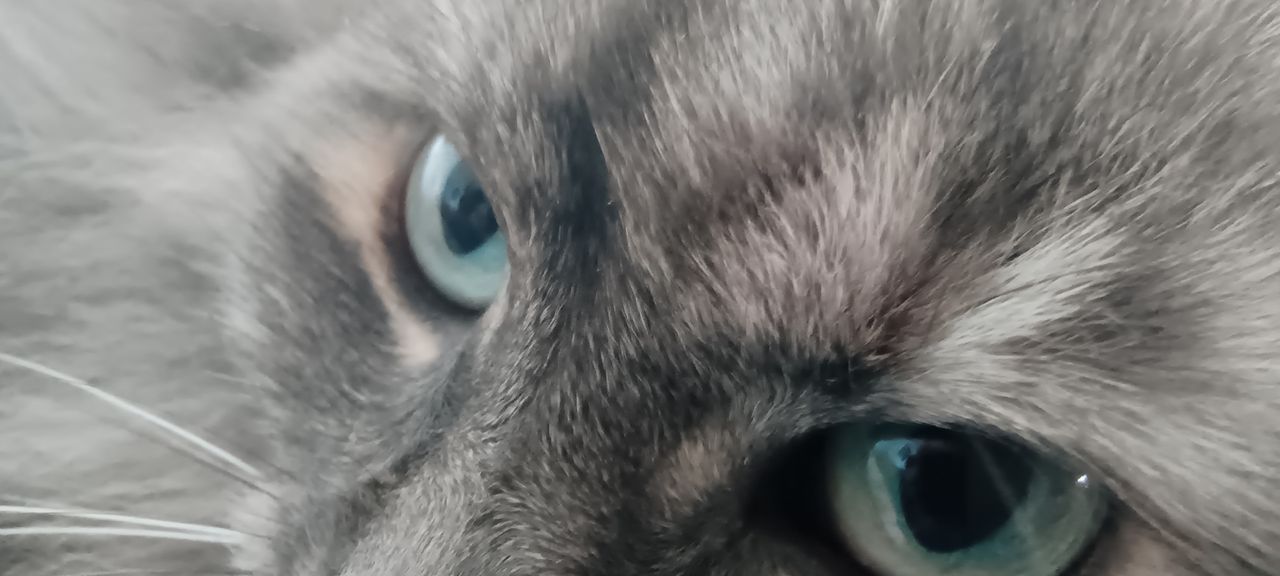 A macro close-up of a cat's face taken with an Infinix Note 12 VIP camera phone