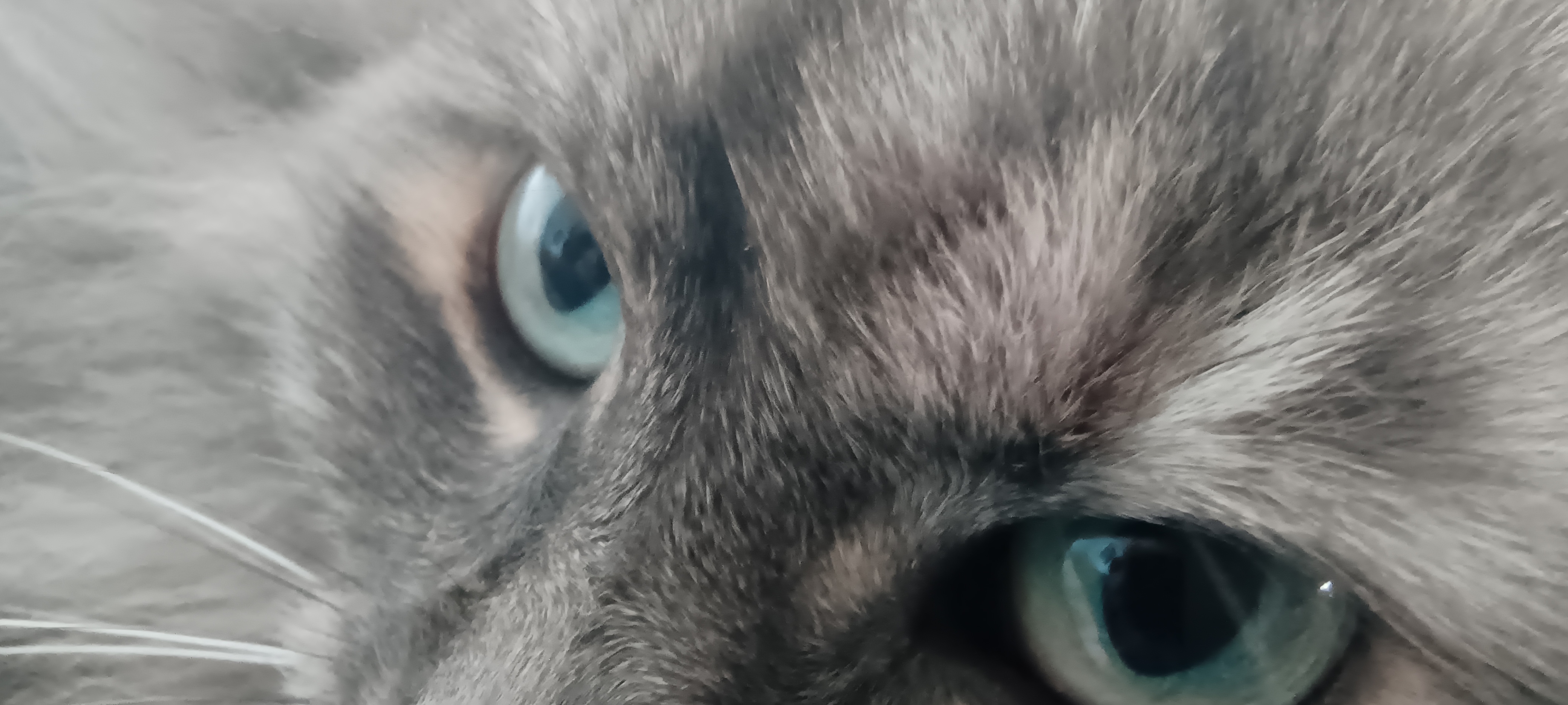 A macro close-up of a cat's face taken with an Infinix Note 12 VIP camera phone