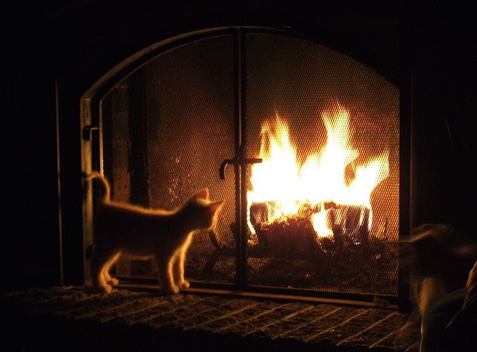 Kitten by fireplace, heat, alternative heat