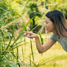 A woman pokes a clump of ornamental grass