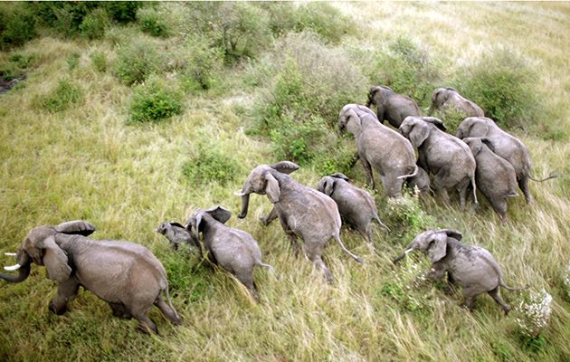 Elephants in Kenya