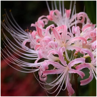 A close-up of a pink spider lily flower