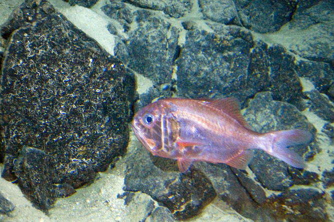 Fish such as this orange roughy could benefit from high seas conservation.