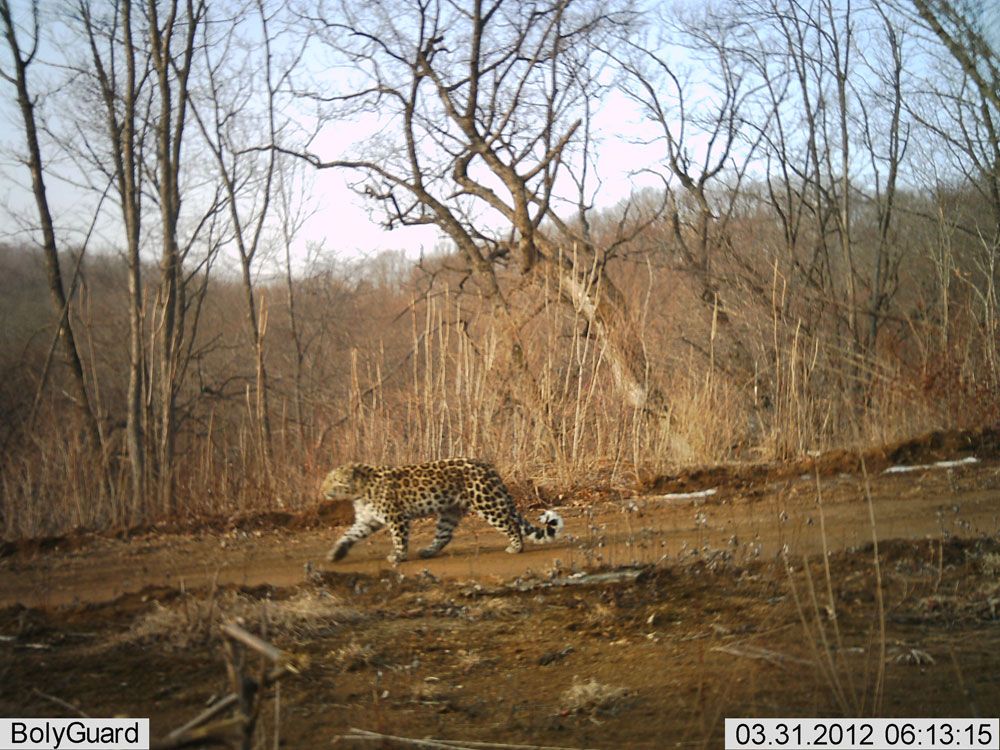 A camera trap image of a rare and endangered Amur leopard in China&#039;s Hunchun Amur Tiger National Nature Reserve.