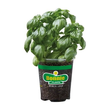 Sweet Basil Plant
