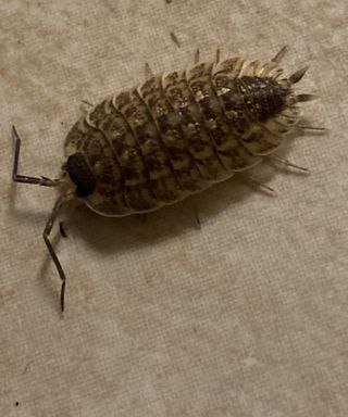 I keep spotting these worms on my carpet. Few are pretty big. They seem to  come out through a gap under the front door of my house. What are they? Are  they