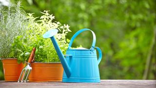 A blue watering can next to potted plants outside